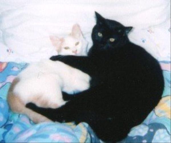 /Images/uploads/Humane Society of Utah/HSUCalendar/entries/620thumb.jpg